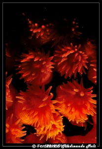 Corals... fire of the sea. by Ferdinando Meli 